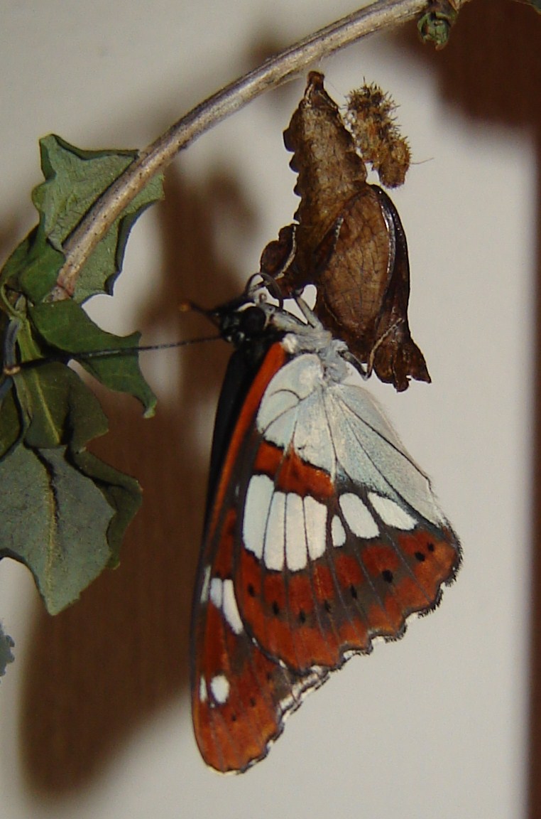 Larva Limenitis? - Limenitis reducta